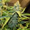семена конопли марихуаны Northern Lights x AK feminised семена конопли марихуаны Northern Lights x AK feminised