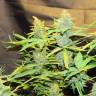 семена конопли элитных сортов Northern Lights x AK feminised семена конопли элитных сортов Northern Lights x AK feminised