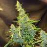 семена конопли аутдор Northern Lights x AK feminised семена конопли аутдор Northern Lights x AK feminised