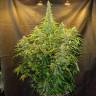 семена конопли в интернете Northern Lights x AK feminised семена конопли в интернете Northern Lights x AK feminised