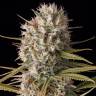 семена конопли наложенным платежом Original Amnesia feminised Dinafem Seeds