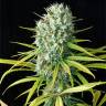 заказать на сайте семена конопли Original Amnesia feminised Dinafem Seeds