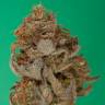 где можно заказать семена конопли Original Amnesia feminised Dinafem Seeds