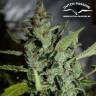 семена конопли феминизированные Auto Tundra #2 feminised Dutch Passion Seeds семена конопли феминизированные Auto Tundra #2 feminised Dutch Passion Seeds