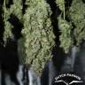 качественные семена конопли Auto Tundra #2 feminised Dutch Passion Seeds качественные семена конопли Auto Tundra #2 feminised Dutch Passion Seeds