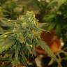 конопля семена сорта заказать Auto Baby Boom feminised Kannabia Seeds конопля семена сорта заказать Auto Baby Boom feminised Kannabia Seeds
