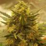 где можно заказать семена конопли Auto Baby Boom feminised Kannabia Seeds где можно заказать семена конопли Auto Baby Boom feminised Kannabia Seeds