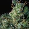 заказ семян конопли Kali Mist feminised Serious Seeds заказ семян конопли Kali Mist feminised Serious Seeds