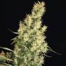 где заказать семена конопли Kali Mist feminised Serious Seeds где заказать семена конопли Kali Mist feminised Serious Seeds