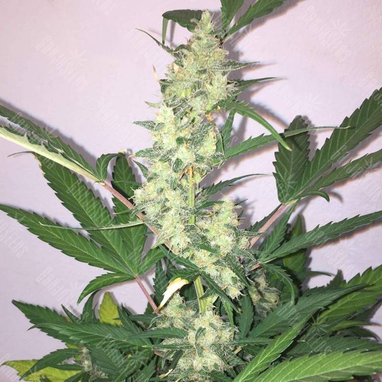 семена конопли гидропоники Auto New York Diesel feminisedGanjaLive Seeds семена конопли гидропоники Auto New York Diesel feminisedGanjaLive Seeds