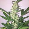 семена конопли гидропоники Auto New York Diesel feminisedGanjaLive Seeds семена конопли гидропоники Auto New York Diesel feminisedGanjaLive Seeds
