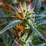 семена конопли дешево Auto New York Diesel feminised GanjaLiveSeeds семена конопли дешево Auto New York Diesel feminised GanjaLiveSeeds