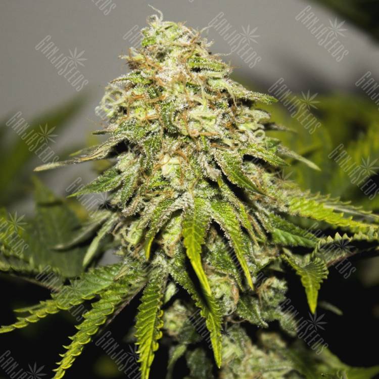 хорошие семена конопли на сайте купить Auto Skunk feminised хорошие семена конопли на сайте купить Auto Skunk feminised