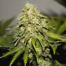 хорошие семена конопли на сайте купить Auto Skunk feminised хорошие семена конопли на сайте купить Auto Skunk feminised