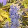 семена конопли дешево Northern Lights x Chronic feminised семена конопли дешево Northern Lights x Chronic feminised