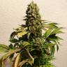 заказ семян конопли Спб Ganesh regular Mandala Seeds заказ семян конопли Спб Ganesh regular Mandala Seeds