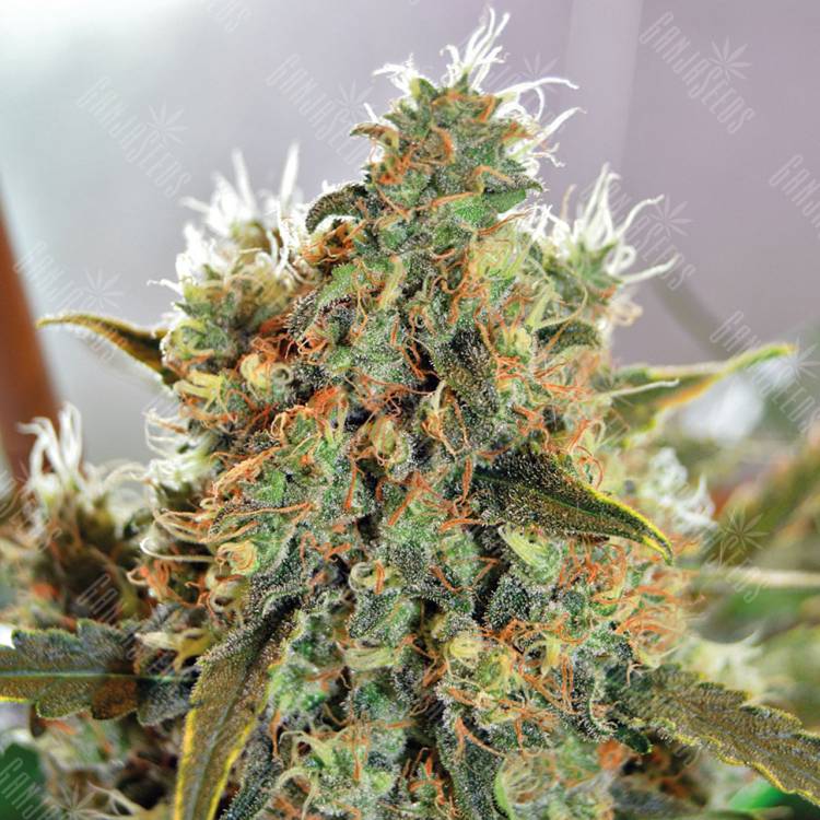 семена конопли Спб CBD Critical Mass feminised семена конопли Спб CBD Critical Mass feminised