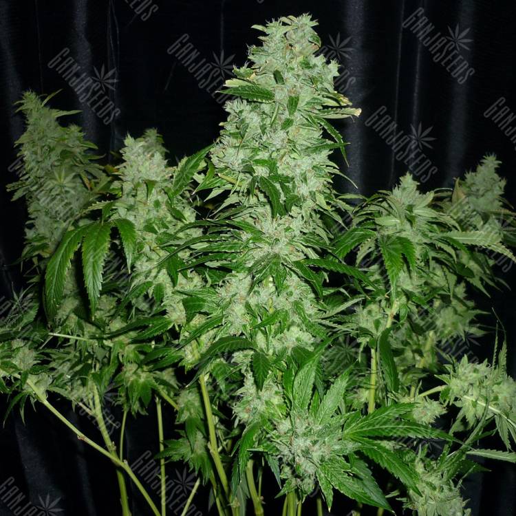 OG Kush feminised Dinafem Seeds OG Kush feminised Dinafem Seeds