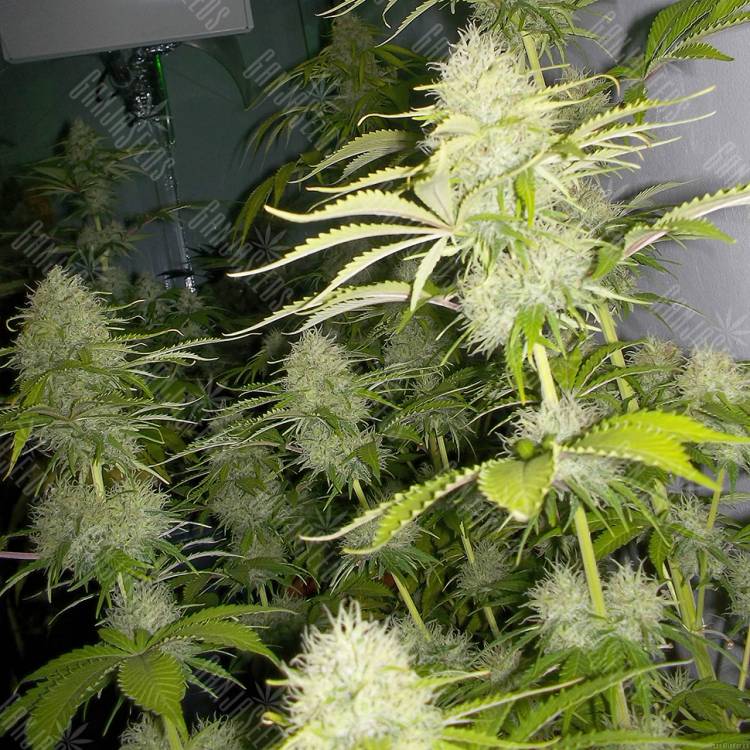 семена конопли интернет магазин Auto Kaindy feminised Bang Seeds семена конопли интернет магазин Auto Kaindy feminised Bang Seeds