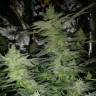 заказ семян конопли Москва Nirvana regular Ganja Seeds заказ семян конопли Москва Nirvana regular Ganja Seeds