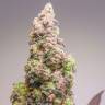 заказ семян конопли Auto Lemon Zkittle feminised Dutch Passion Seeds заказ семян конопли Auto Lemon Zkittle feminised Dutch Passion Seeds