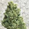 семена культурной конопли купить Auto Gnomo feminised Kannabia Seeds семена культурной конопли купить Auto Gnomo feminised Kannabia Seeds