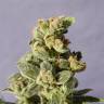 семена конопли для посадки купить Auto Gnomo feminised Kannabia Seeds семена конопли для посадки купить Auto Gnomo feminised Kannabia Seeds