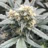 семена конопли в России Auto Gnomo feminised Kannabia Seeds семена конопли в России Auto Gnomo feminised Kannabia Seeds