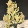 семена конопли курьером Auto Gnomo feminised Kannabia Seeds семена конопли курьером Auto Gnomo feminised Kannabia Seeds