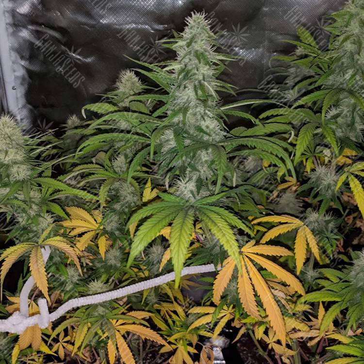 семена конопли феминизированные Papaya feminised Nirvana Seeds семена конопли феминизированные Papaya feminised Nirvana Seeds