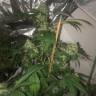 урожайные семена конопли Papaya feminised Nirvana Seeds урожайные семена конопли Papaya feminised Nirvana Seeds