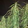 где можно заказать семена конопли Black Bomb feminised Philosopher Seeds