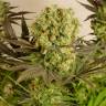 где можно заказать семена конопли Motavation feminised Serious Seeds