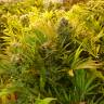 конопля семена сорта заказать Motavation feminised Serious Seeds
