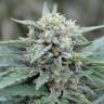 Семена конопли Auto Lemon Skunk feminised GanjaLiveSeeds Семена конопли Auto Lemon Skunk feminised GanjaLiveSeeds