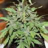 Семена марихуаны Auto Lemon Skunk feminised GanjaLiveSeeds Семена марихуаны Auto Lemon Skunk feminised GanjaLiveSeeds