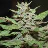 Качественные семена конопли Auto Lemon Skunk feminised GanjaLiveSeeds Качественные семена конопли Auto Lemon Skunk feminised GanjaLiveSeeds