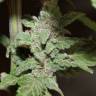 Недорогие семена конопли Auto Lemon Skunk feminised GanjaLiveSeeds Недорогие семена конопли Auto Lemon Skunk feminised GanjaLiveSeeds