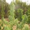 Магазин семян конопли Auto Lemon Skunk feminised GanjaLiveSeeds Магазин семян конопли Auto Lemon Skunk feminised GanjaLiveSeeds