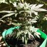 мощные семена конопли Auto Betty Boo regular