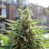 семена конопли с доставкой Northern Lights x Skunk feminised семена конопли с доставкой Northern Lights x Skunk feminised