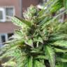 семена индийской конопли Northern Lights x Skunk feminised семена индийской конопли Northern Lights x Skunk feminised