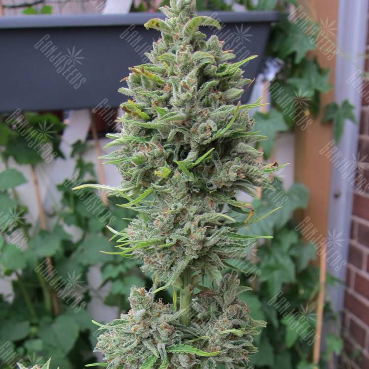 мощные семена конопли Northern Lights x Skunk feminised мощные семена конопли Northern Lights x Skunk feminised