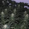 семена конопли для выращивания Hashberry regular Mandala Seeds семена конопли для выращивания Hashberry regular Mandala Seeds