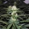 семена конопли элитных сортов Hashberry regular Mandala Seeds семена конопли элитных сортов Hashberry regular Mandala Seeds