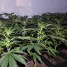 семена конопли в интернете Hashberry regular Mandala Seeds семена конопли в интернете Hashberry regular Mandala Seeds