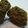 семена конопли дешево Hashberry regular Mandala Seeds семена конопли дешево Hashberry regular Mandala Seeds