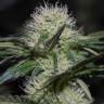 семена конопли с доставкой Hashberry regular Mandala Seeds семена конопли с доставкой Hashberry regular Mandala Seeds