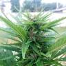 семена культурной конопли купить CBD Himalaya Gold feminised семена культурной конопли купить CBD Himalaya Gold feminised