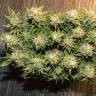 заказ семян конопли Спб Auto Karatal feminised Bang Seeds заказ семян конопли Спб Auto Karatal feminised Bang Seeds